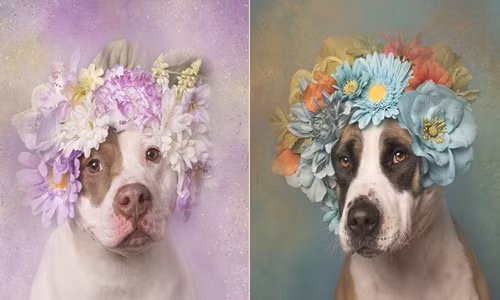 Vẻ đẹp mỹ miều khó thấy của loài chó pitbull