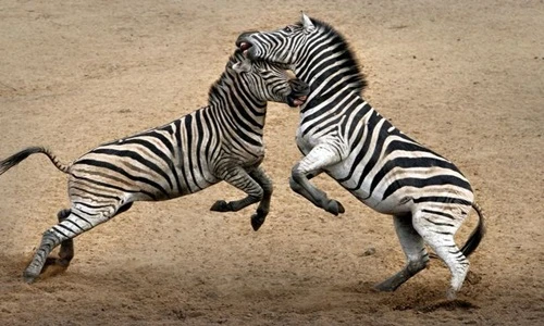 Ngựa vằn đánh nhau dữ dội vài giờ đồng hồ