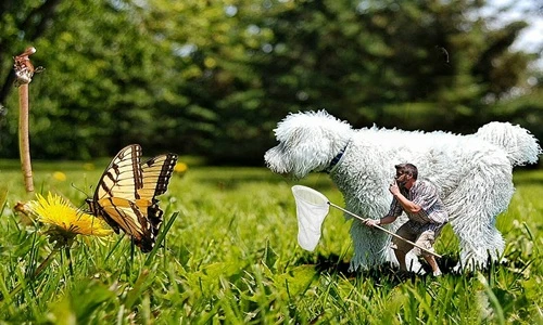 Cuộc phiêu lưu kỳ thú của chó khổng lồ, chủ tí hon