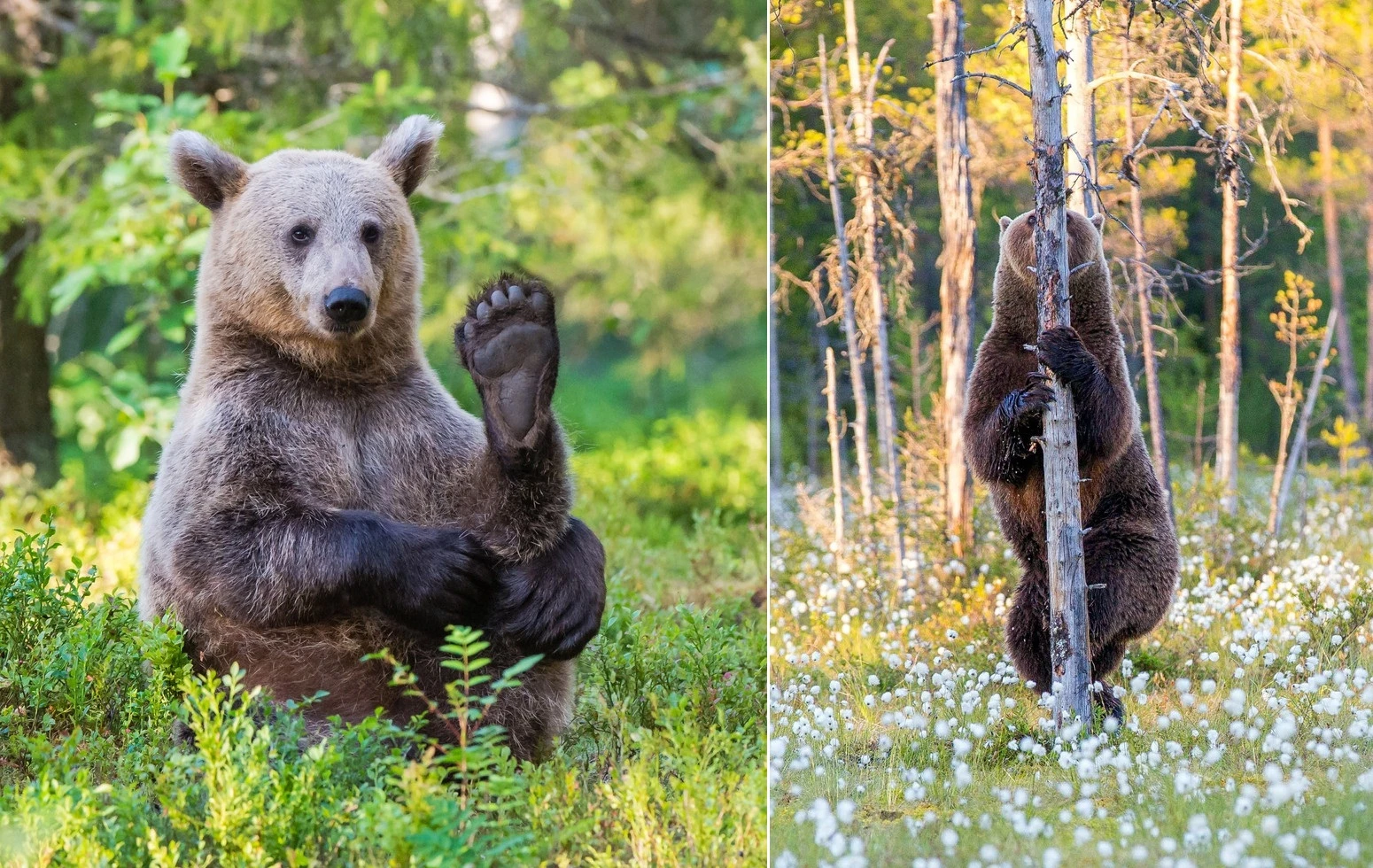 Khoảnh khắc không biết giấu mặt vào đâu của gấu nâu hoang dã