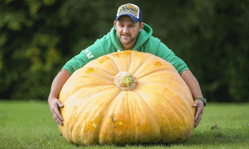 Củ quả "khủng" như ở xứ sở người khổng lồ, ai xem cũng choáng