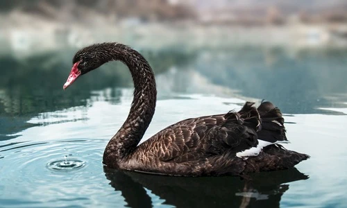 Lừa tình xong, thiên nga đen giở bộ mặt thật sở khanh