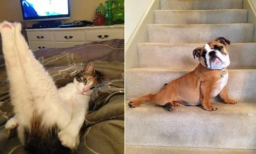 Chết mê ảnh động vật tạo dáng chụp ảnh gợi cảm