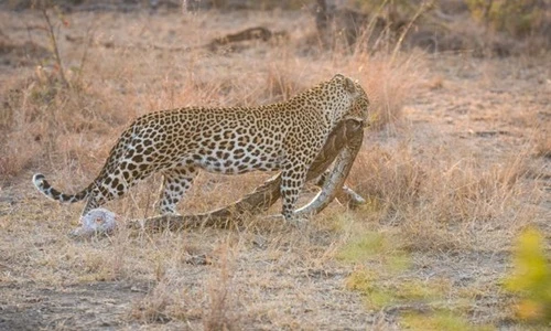 Báo đốm ranh mãnh ăn cắp thịt trăn của lửng mật