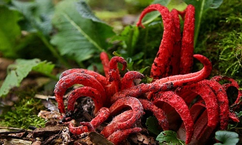 Cận cảnh loài nấm những ngón tay của quỷ mùi xác thối