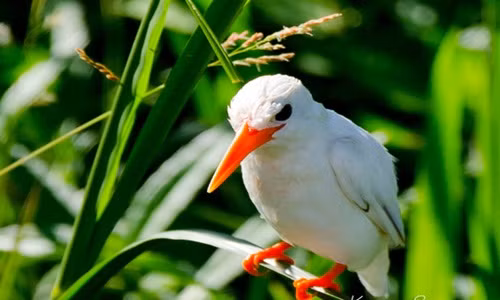 Phát hiện chim bói cá trắng cực hiếm ở Uganda