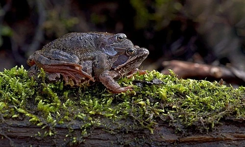 Chuyện hay ít biết về vòng đời của những con ếch