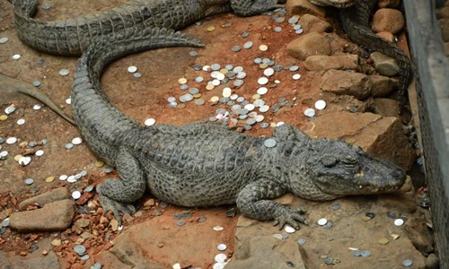 Cá sấu bầm dập vì bị du khách ném tiền xu cầu may 
