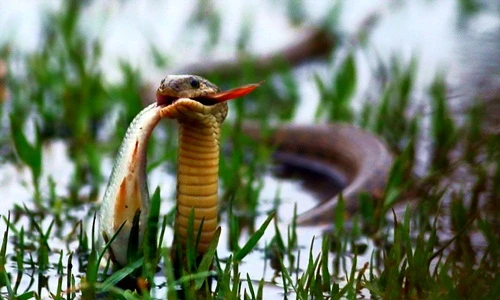 Rắn "khoe" bản lĩnh cắn chặt cá trong mồm