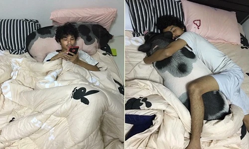 Chuyện lạ hôm nay: Không có bạn gái, trai trẻ nuôi lợn nái ôm ngủ
