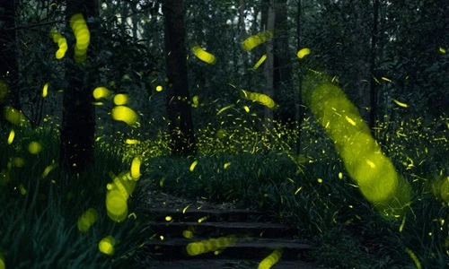 Ảnh đom đóm nhảy múa trong rừng đẹp như tiên cảnh