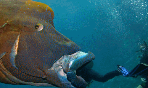 Những màn “nuốt người” đầy kinh khiếp của cá khổng lồ