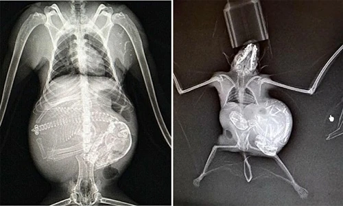 Độc lạ ảnh X-quang về các em bé động vật trong bụng mẹ