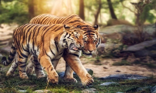 Khi động vật yêu đương tình cảm hơn con người