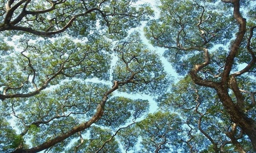 Choáng với sự thực về hành vi kỳ quặc này của cây cối