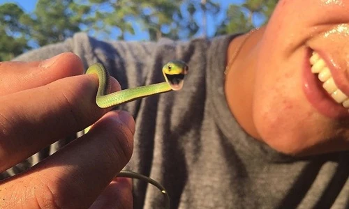 Những con rắn đáng yêu lấy lại “danh dự” cho giống loài