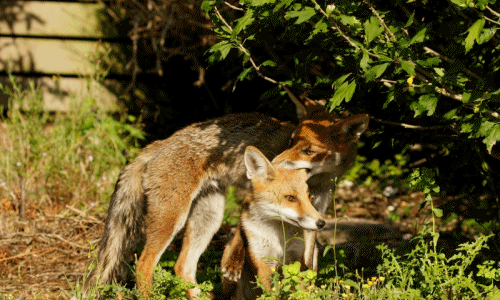 Cực yêu màn hẹn hò lén lút của cáo vị thành niên