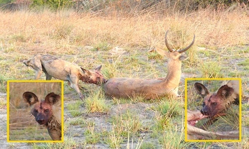 Rợn người với màn đi săn đẫm máu của chó hoang đơn độc