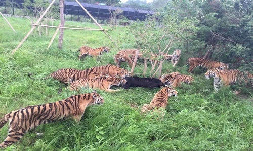 Kinh hoàng cảnh đàn hổ dữ xâu xé xác gấu đen