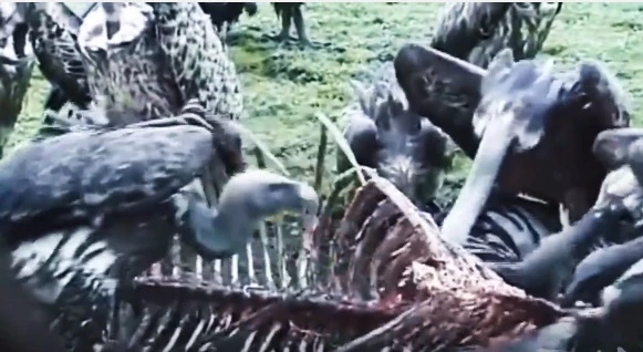 Hãi hùng cuộc đụng độ giữa những kẻ chuyên nhặt xác thối