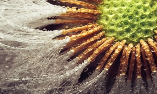 Hình ảnh đẹp ảo diệu về hạt giống “ngoài hành tinh“