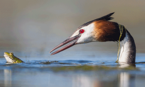 Rợn người khoảnh khắc chim nước yên lặng săn giết ếch