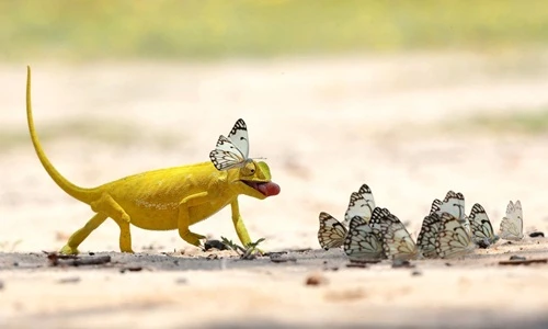Ngoạn mục khoảnh khắc tắc kè săn bướm