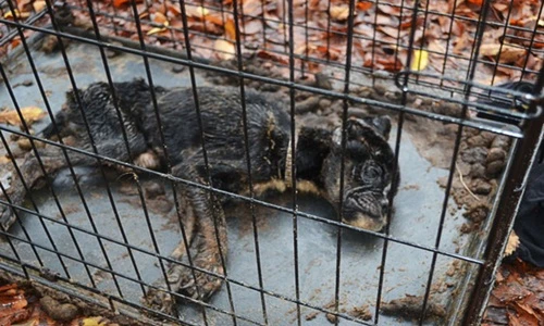 Nghị lực phi thường của cô chó đã bước một chân vào cõi chết