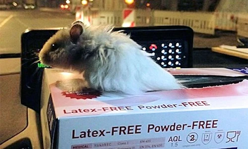 "Ghen tỵ" chú chuột trở thành cảnh sát Đức, nhận đãi ngộ cực tốt