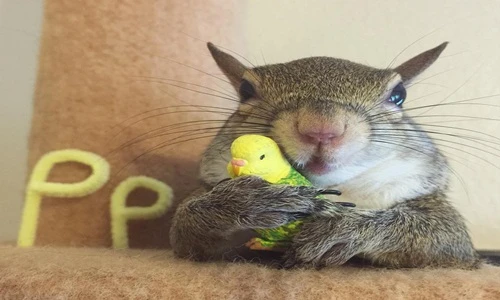 Chết mê sóc mồ côi có những trò hề siêu đáng yêu