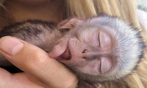 Kỳ lạ chú khỉ hóa thân của thần ngủ