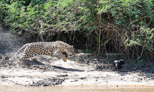 Khốc liệt báo đốm đói mồi săn giết cả kền kền