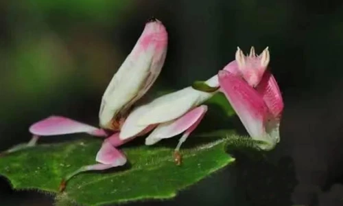 Kinh ngạc nghệ thuật ẩn thân của các bậc thầy côn trùng 