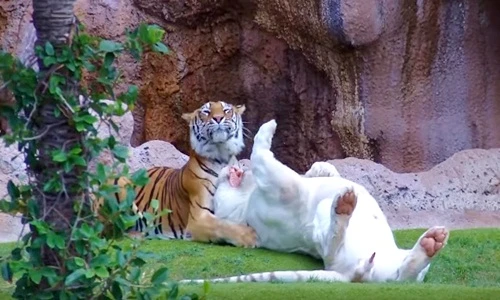 “Ngượng đỏ mặt” xem hổ vằn Bengal dụ dỗ hổ trắng “mây mưa” 