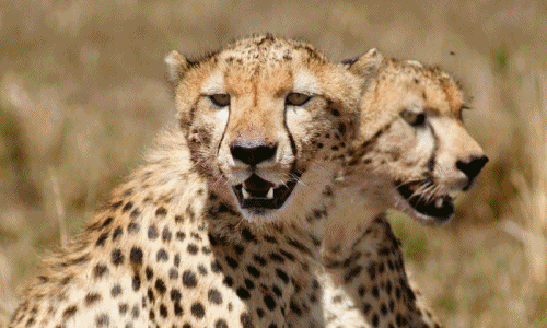 Sự thật sau khoảnh khắc "ảo tung chảo" của động vật hoang dã