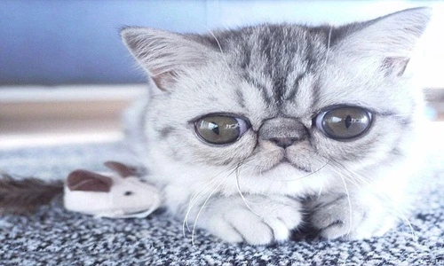 Chú mèo kỳ lạ có đôi mắt khổng lồ không thể khép