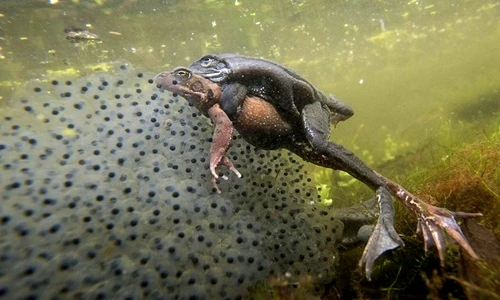 Bất ngờ cảnh ếch giao phối tình tứ, mùi mẫn dưới nước