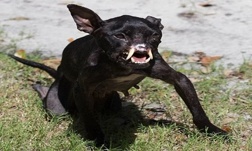 Nghị lực khó tin của chó có khuôn mặt ác quỷ 