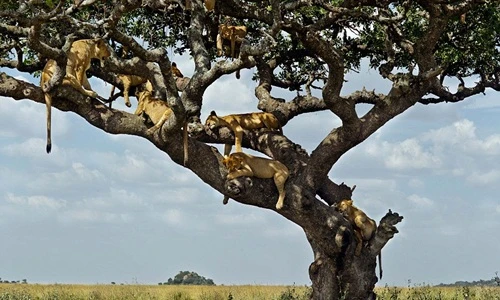 Quá nắng nóng, cả đàn sư tử trèo hết lên cây ngủ