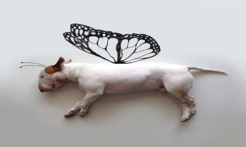 Bộ ảnh độc và hài hước về chó cưng