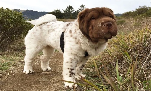 Mê mẩn ngay khi nhìn thấy chú chó như lai với gấu