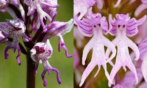 Loài hoa lan kỳ lạ, chỉ nhìn thôi cũng ngượng chín mặt