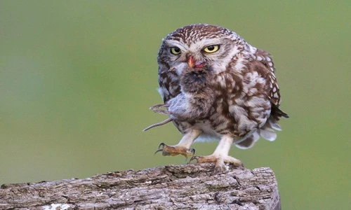 Khoảnh khắc ấn tượng của những kẻ hùng bá bầu trời