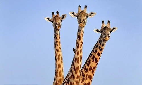 Thích thú hình ảnh hươu ba đầu ở Zambia