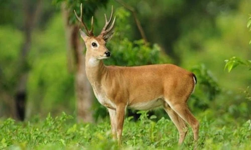 Những sát thủ động vật khiến con người chết tức tưởi (1)