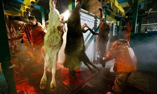 Kinh hoàng cảnh thú cưng của ông già Noel bị phanh thây