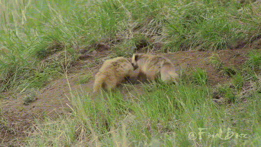 Cáo mẹ đánh nhau sống còn với lửng vì con