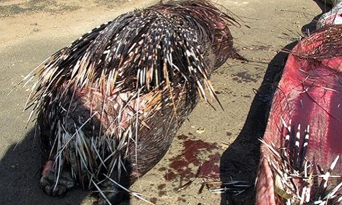 Trăn khổng lồ chết thảm vì lông nhím chọc thủng bụng