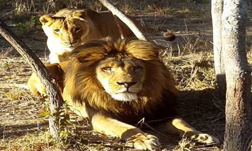 Sư tử cái ranh mãnh trêu sư tử đực giật nảy mình