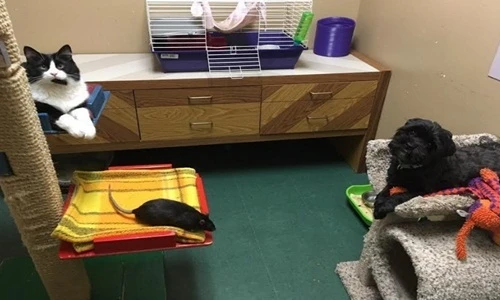 Cuộc sống êm đềm của mèo, chó và chuột gây choáng